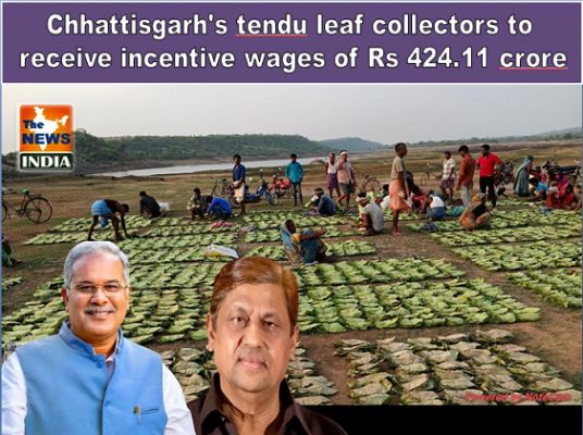 Chhattisgarh's tendu leaf collectors to receive incentive wages of Rs 424.11 crore