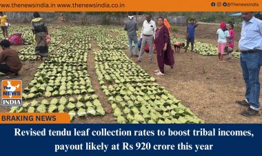 Revised tendu leaf collection rates to boost tribal incomes, payout likely at Rs 920 crore this year