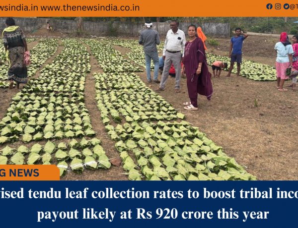 Revised tendu leaf collection rates to boost tribal incomes, payout likely at Rs 920 crore this year