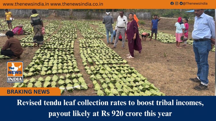 Revised tendu leaf collection rates to boost tribal incomes, payout likely at Rs 920 crore this year