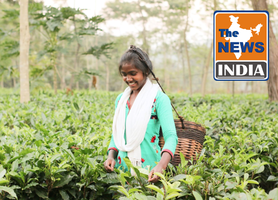  Tea tourism is getting a major push in Jashpur from tea gardens