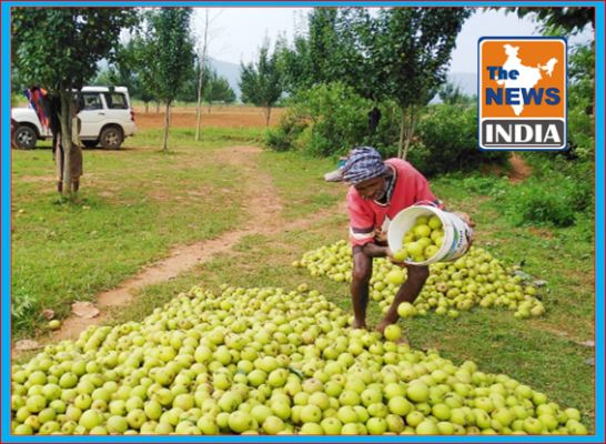 1700 Farmers of Jashpur region are earning livelihood with Pear Cultivation