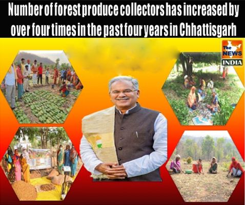 Number of forest produce collectors has increased by over four times in the past four years in Chhattisgarh
